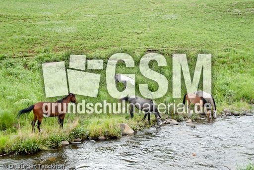 Reitpferde (5 von 11).jpg